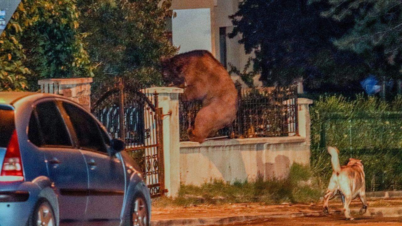 Aç kalan ayı başkentte şehre indi