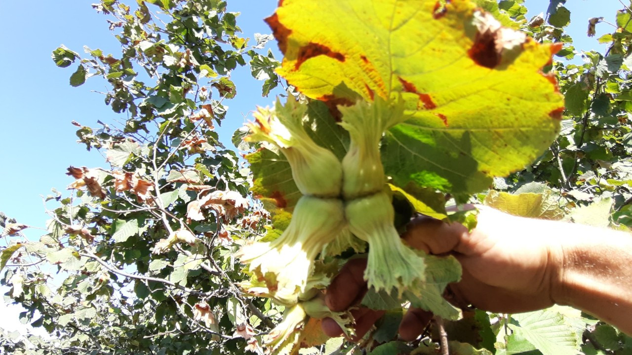 Fındık hasat zamanı