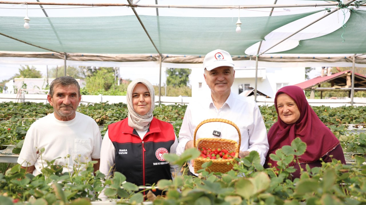 Topraksız Tarım Mucizesi: Tonlarca Çilek Üretildi