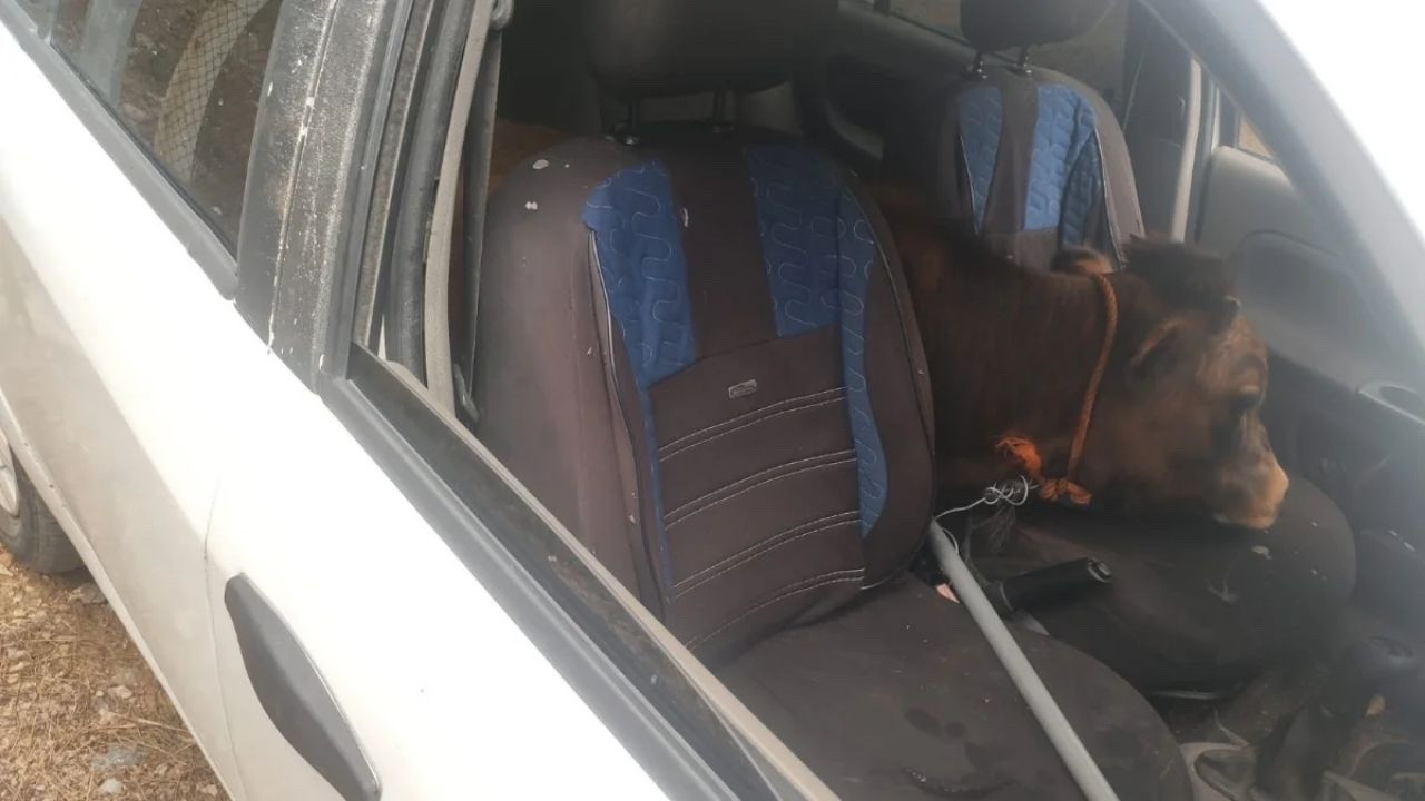 Adana'da Polis Kovalamacası: Araçtan Çalıntı Dana Çıktı