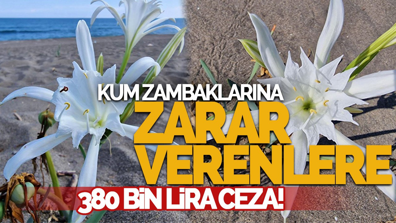 Kum Zambaklarına Zarar Verenlere 380 Bin Lira Ceza!