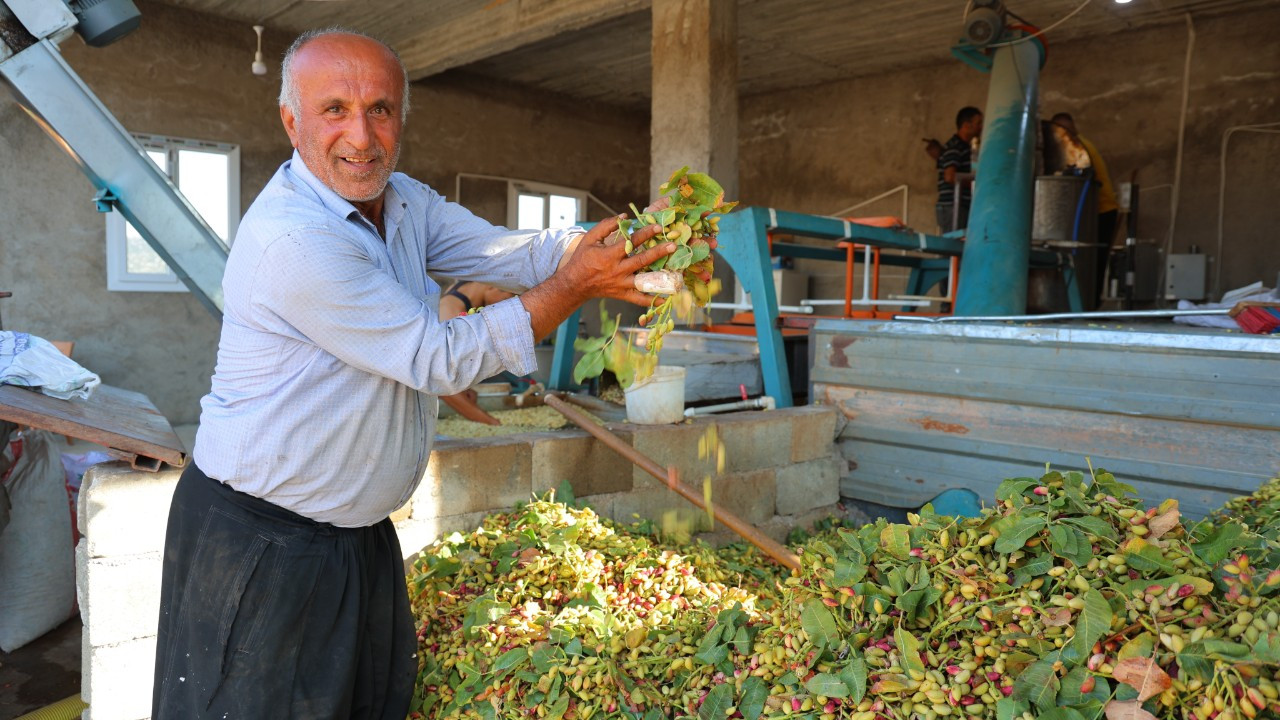 Kahramanmaraş'ta baklavalık fıstık hasadı