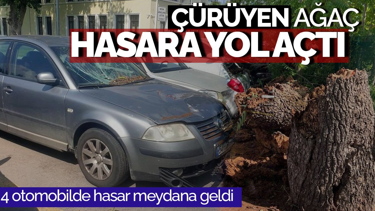 Sakarya'da Çürüyen Ağaç 4 Araçta Hasara Yol Açtı
