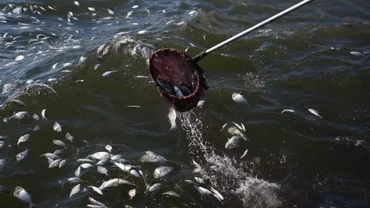 İzmir Körfezi’nde Korkutan Görüntü