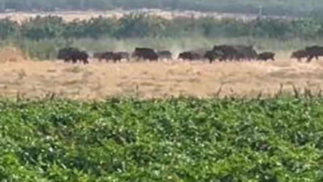 Elazığ’da domuz sürüsü görüntülendi