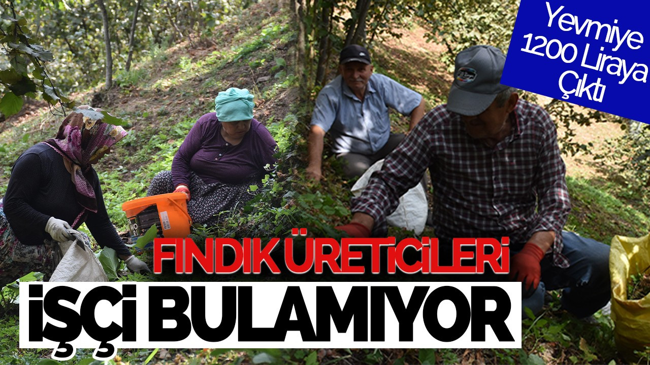 Fındık Üreticileri İşçi Bulamıyor: Yevmiye 1200 Liraya Çıktı