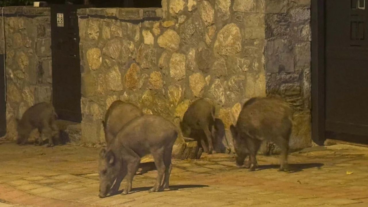 Aç Kalan 20 Domuz İlçe Merkezine İndi