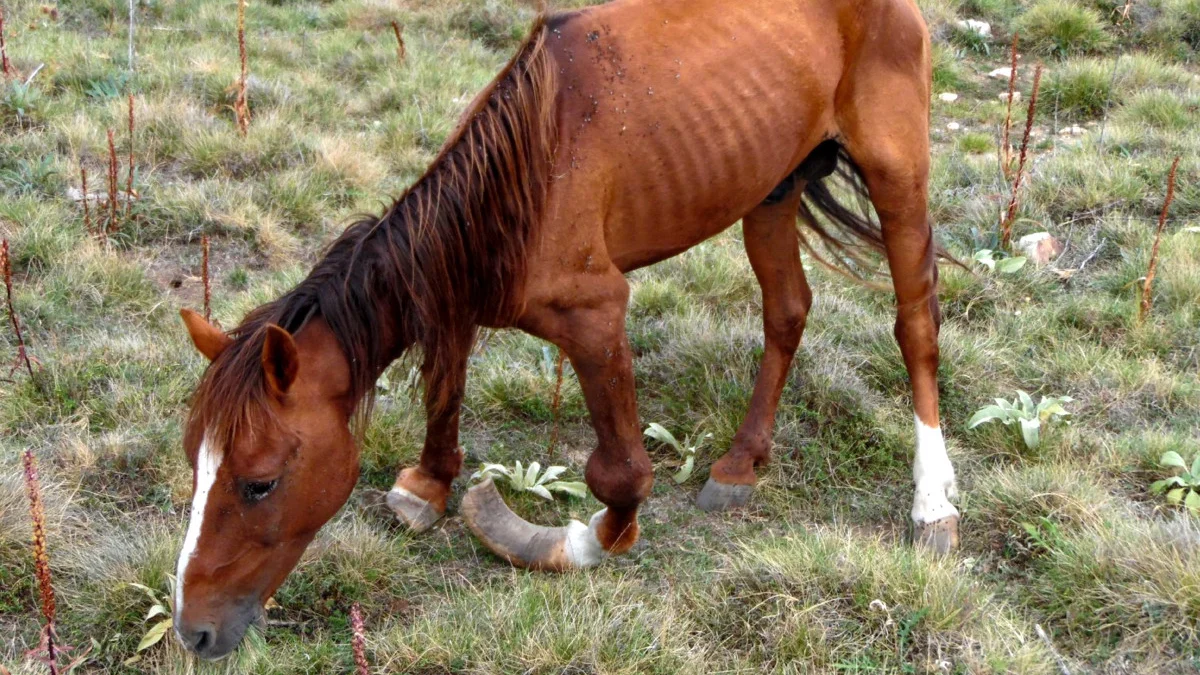 Toynakları 20 Santim Uzayan Yılkı Atı için Doğaseverler Harekete Geçti - Sayfa 1