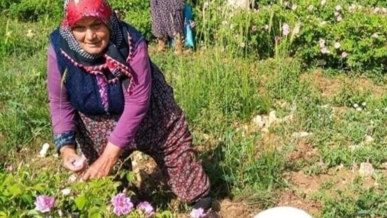 Isparta'da gül çiçeği fiyatı 90 lira olarak belirlendi