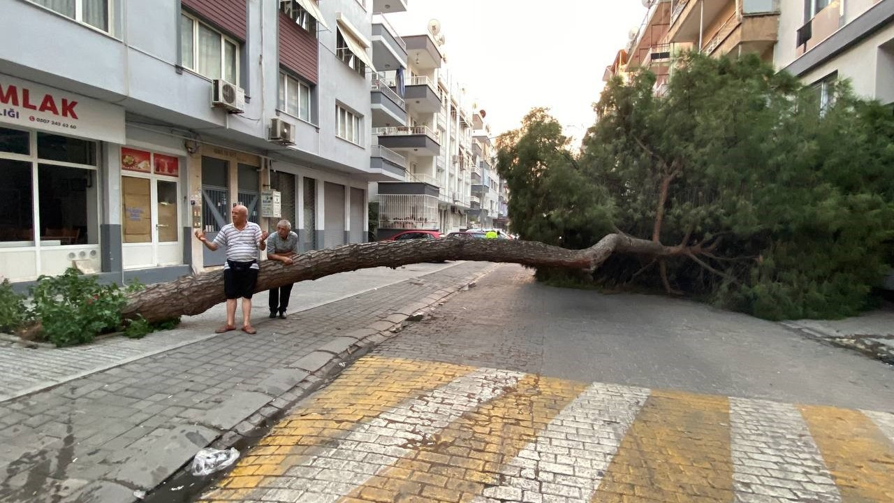 Aydın'da 20 Metrelik Çam Ağacı Yola Devrildi, Facia Kıl Payı Atlatıldı