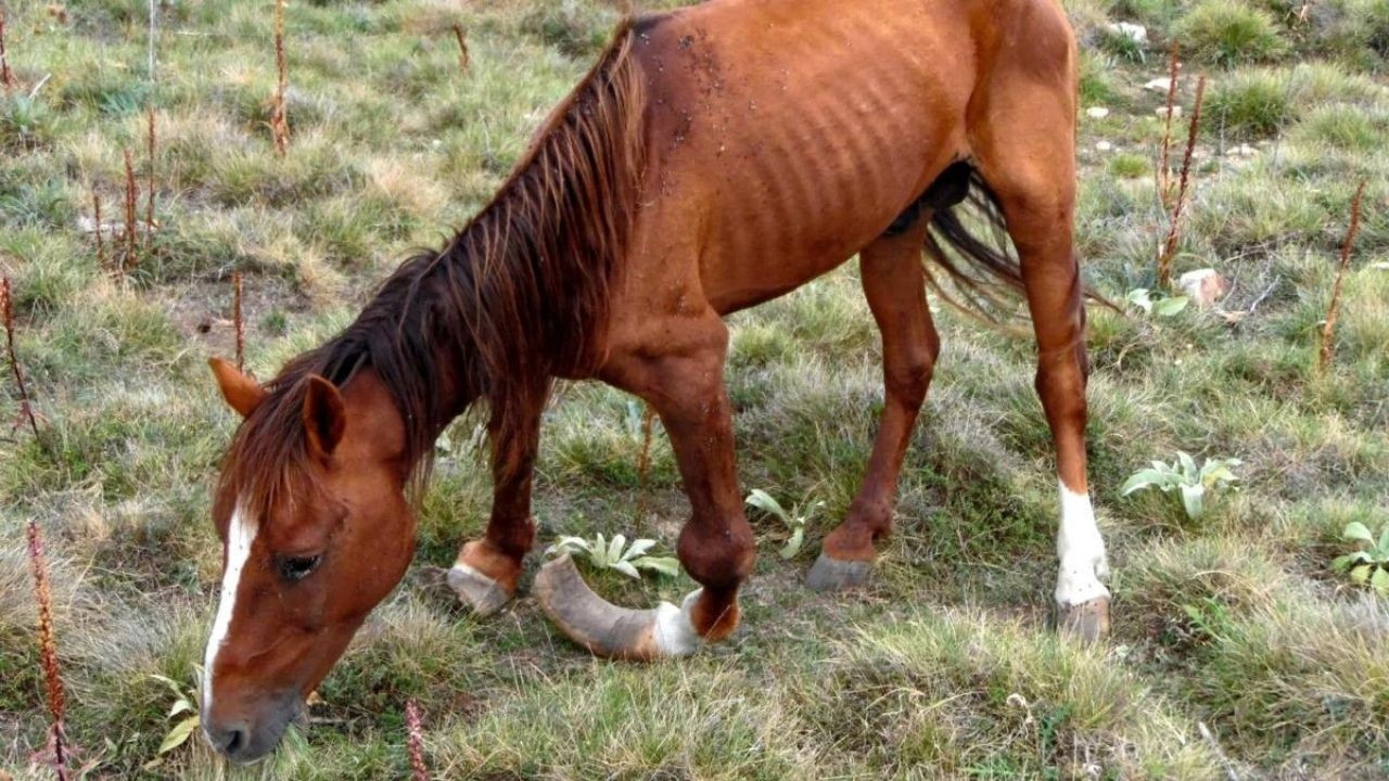 Toynakları 20 Santim Uzayan Yılkı Atı için Doğaseverler Harekete Geçti