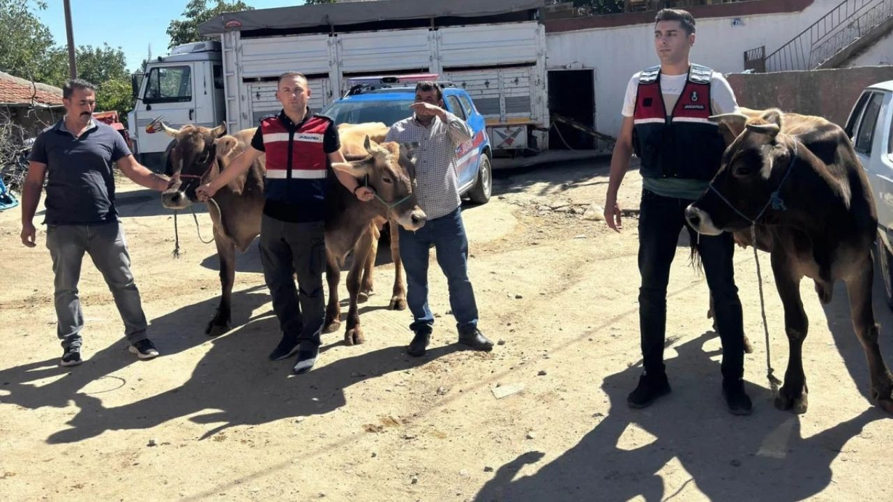 Çalınan Büyükbaş Hayvanlar Aksaray'da Satılırken Ele Geçirildi