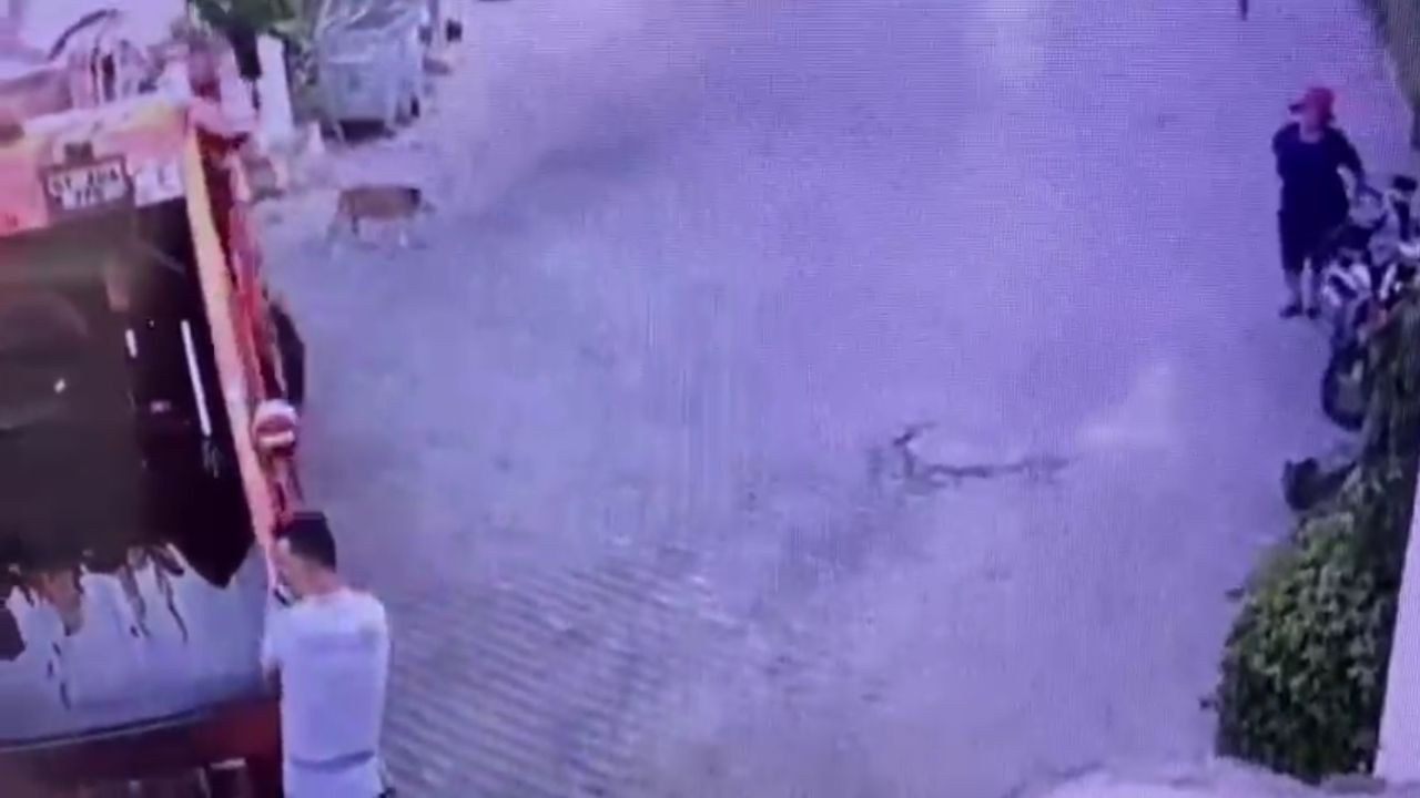 Bodrum'da Çöp Kamyonu Köpeği Ezdi: Soruşturma Başlatıldı