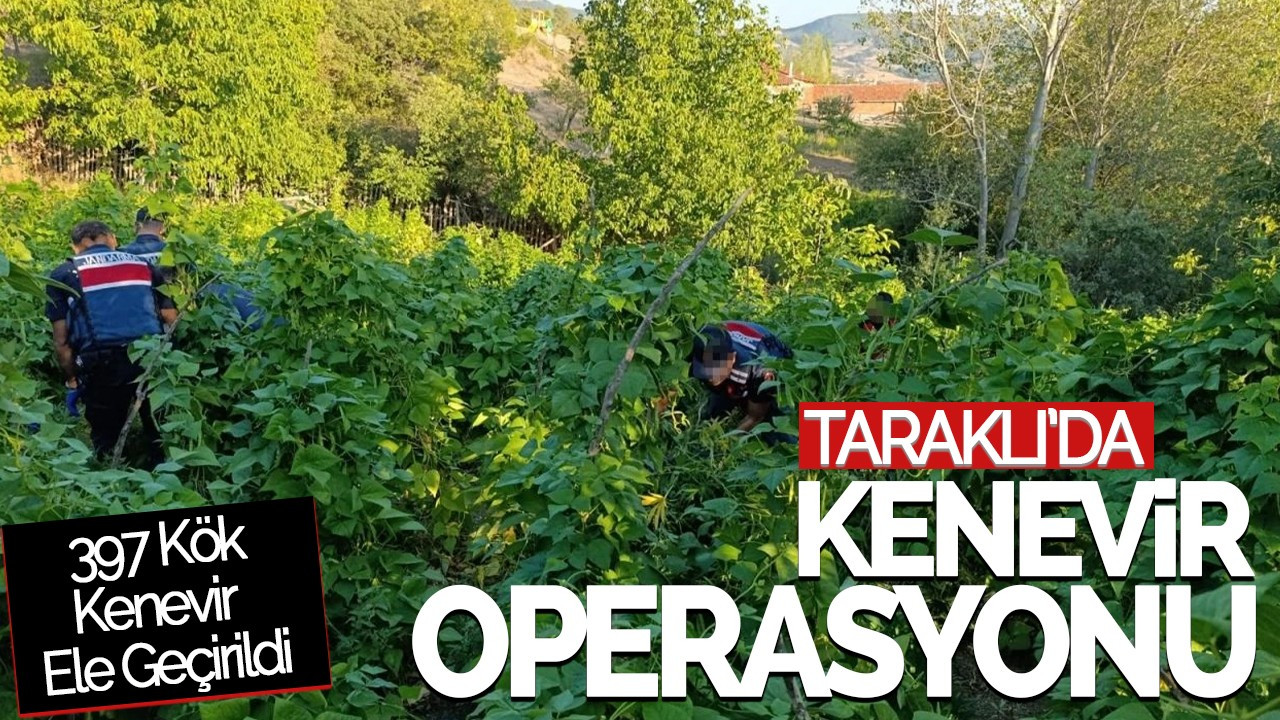 Taraklı'da Kenevir Operasyonu: 397 Kök Kenevir Ele Geçirildi