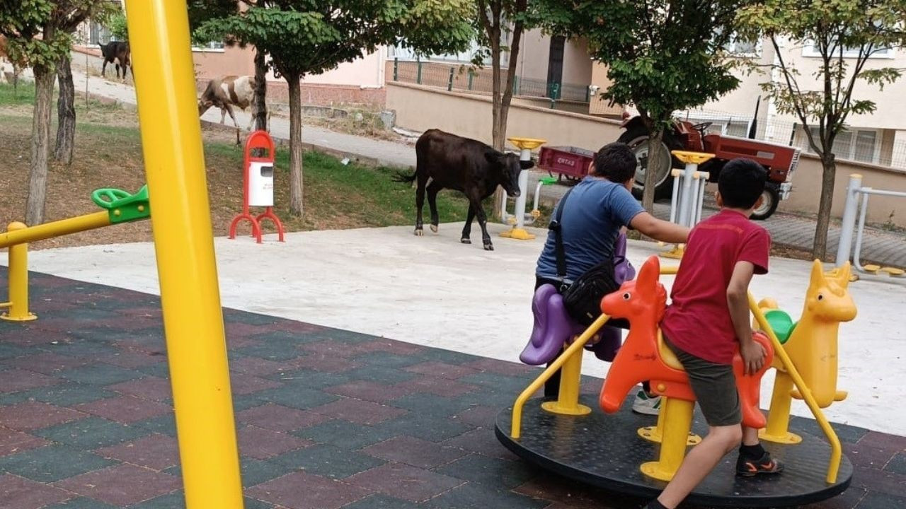 Çocuk parkını büyükbaş hayvanlar bastı