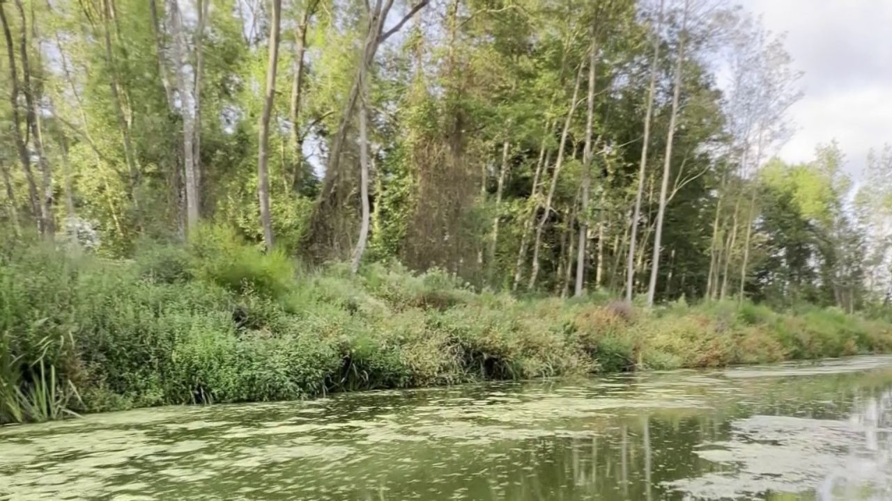 Acarlar Longozu'nun Saklı Bölgesi Yeniden Hayat Buldu - Sayfa 6