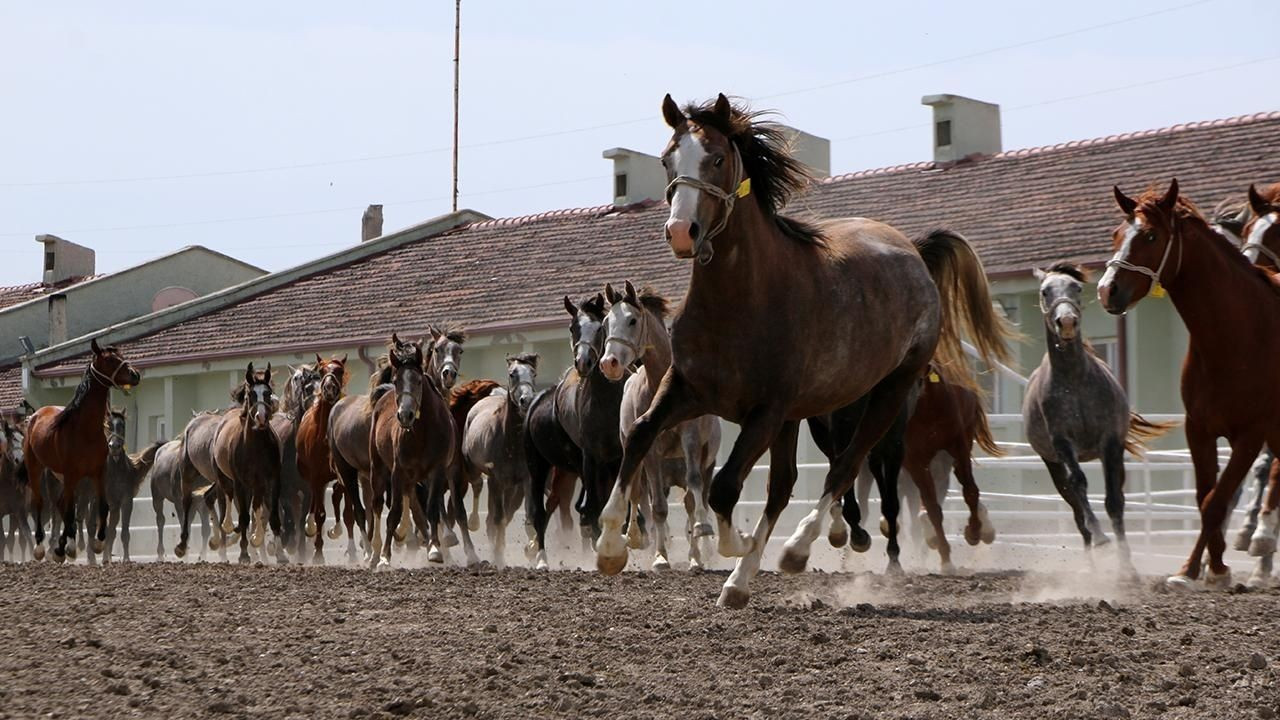 TİGEM 15 Safkan Arap Koşu Tayını Satışa Çıkaracak