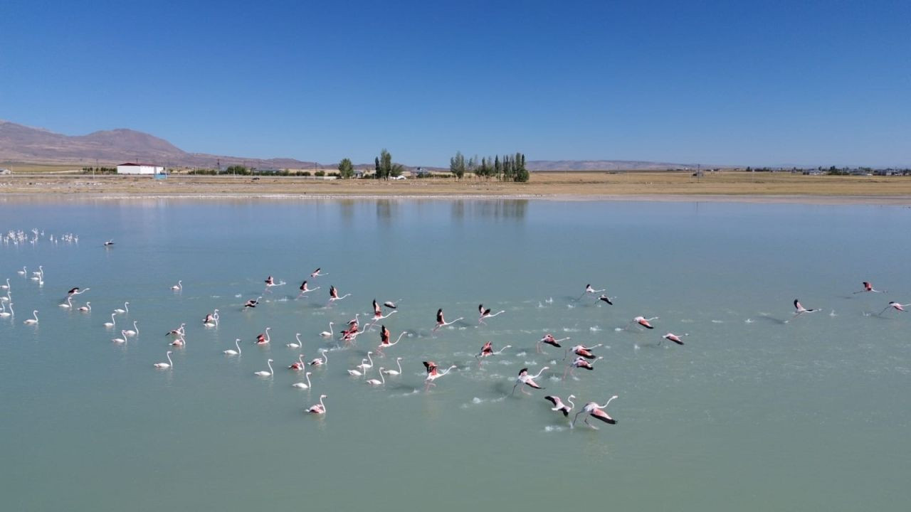 Arin Gölü’nün Renkli Misafirleri: Flamingolar Büyük İlgi Görüyor - Sayfa 3