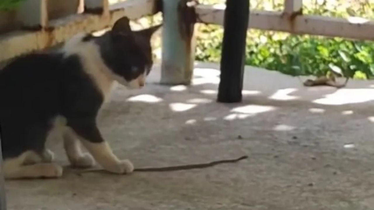 Elazığ’da Kedi, Yavru Yılanla Oynadı