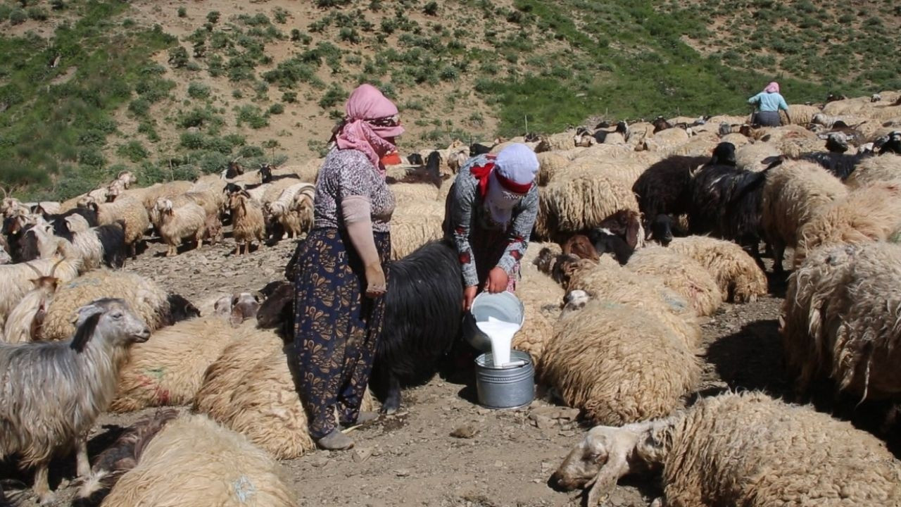 Yüksekova'da Kışlık Süt Mesaisi Başladı