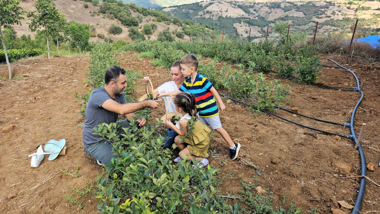 Sındırgı'da Aronya Hasadı: Çiftçiler İçin Yeni Bir Umut - Sayfa 7