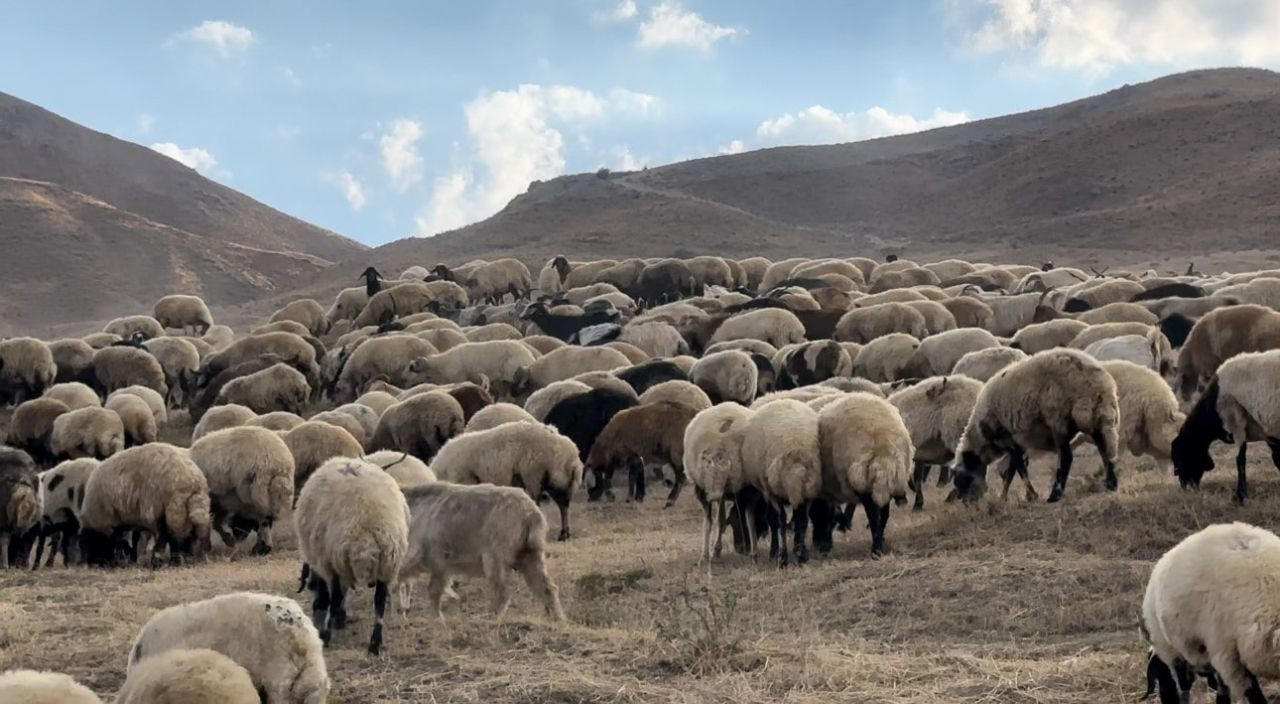 Yüksekova'da Kışlık Süt Mesaisi Başladı - Sayfa 5