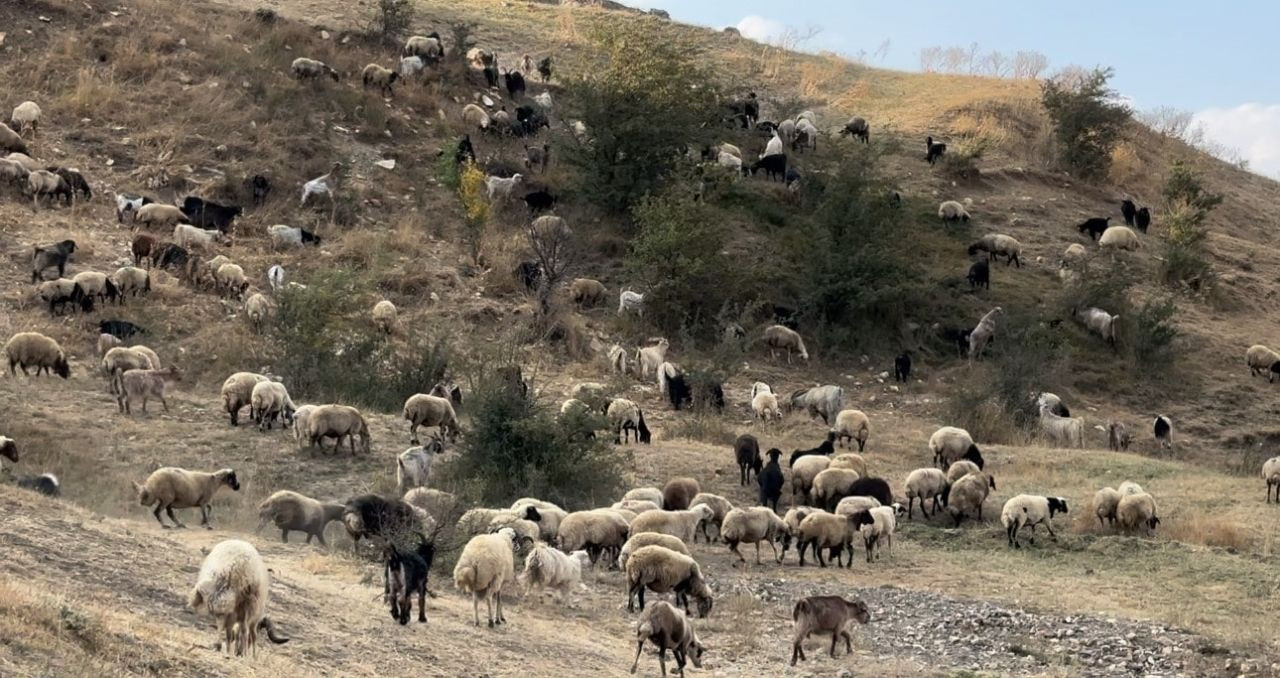 Yüksekova'da Kışlık Süt Mesaisi Başladı - Sayfa 4