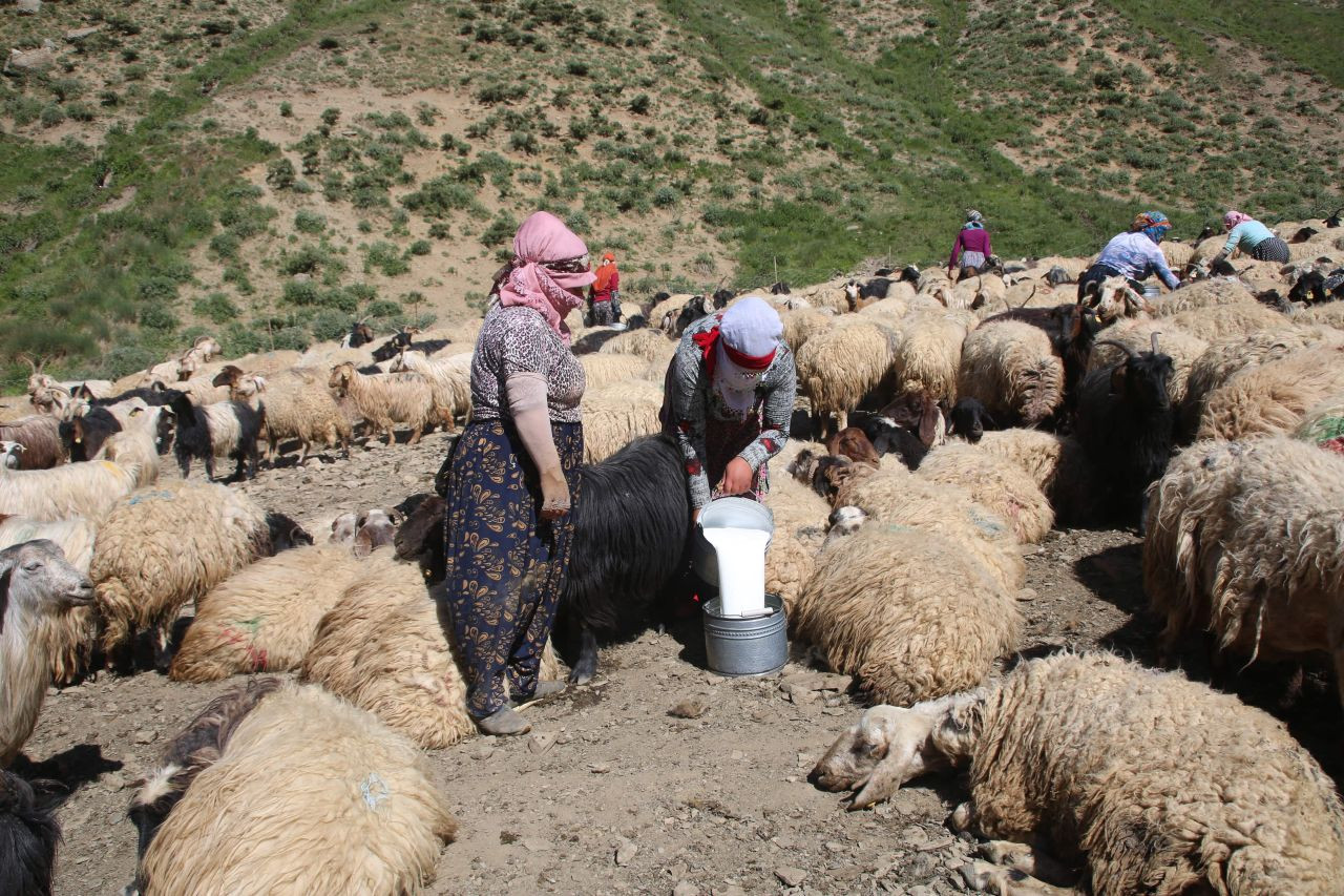 Yüksekova'da Kışlık Süt Mesaisi Başladı - Sayfa 1