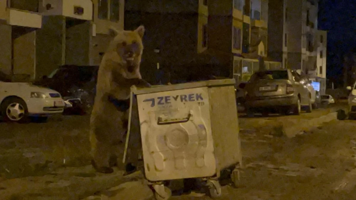 Sarıkamış'ta Çöplüğe İnen Ayılarla Selfie Çılgınlığı - Sayfa 4