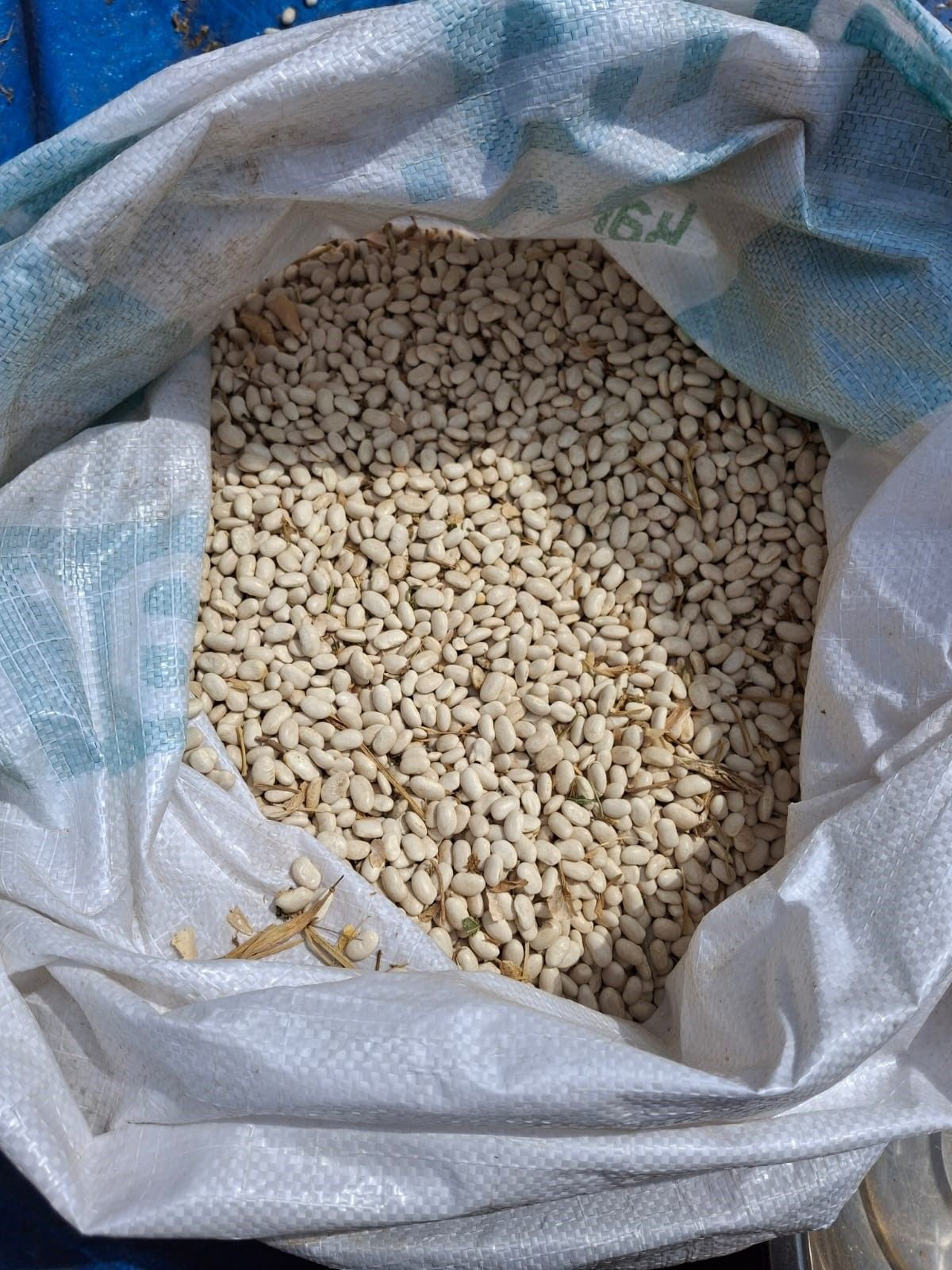 Lezzeti tescilli Tufanbeyli fasulyesi ilçe sınırlarını aştı - Sayfa 4