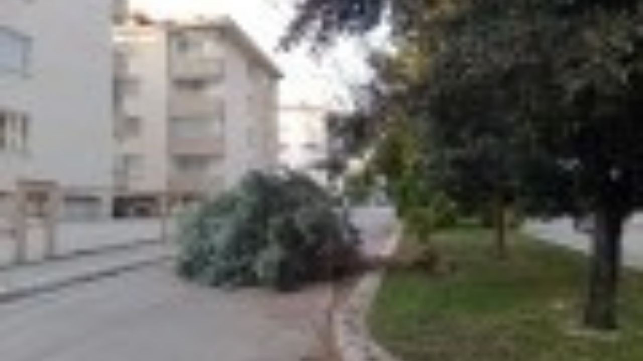 Rüzgarın etkisiyle kırılan ağaç yola devrildi