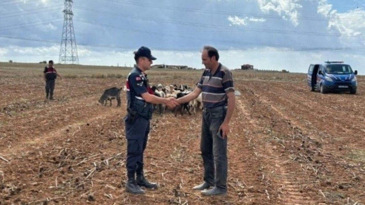 Kırklareli'nde kaybolan küçükbaş hayvanlar bulundu