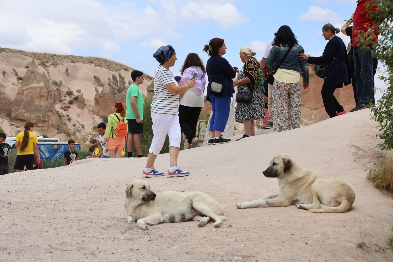 Sokak köpekleri turiste saldırdı - Sayfa 3