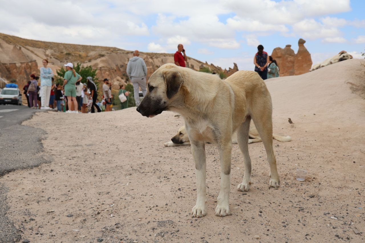 Sokak köpekleri turiste saldırdı - Sayfa 2