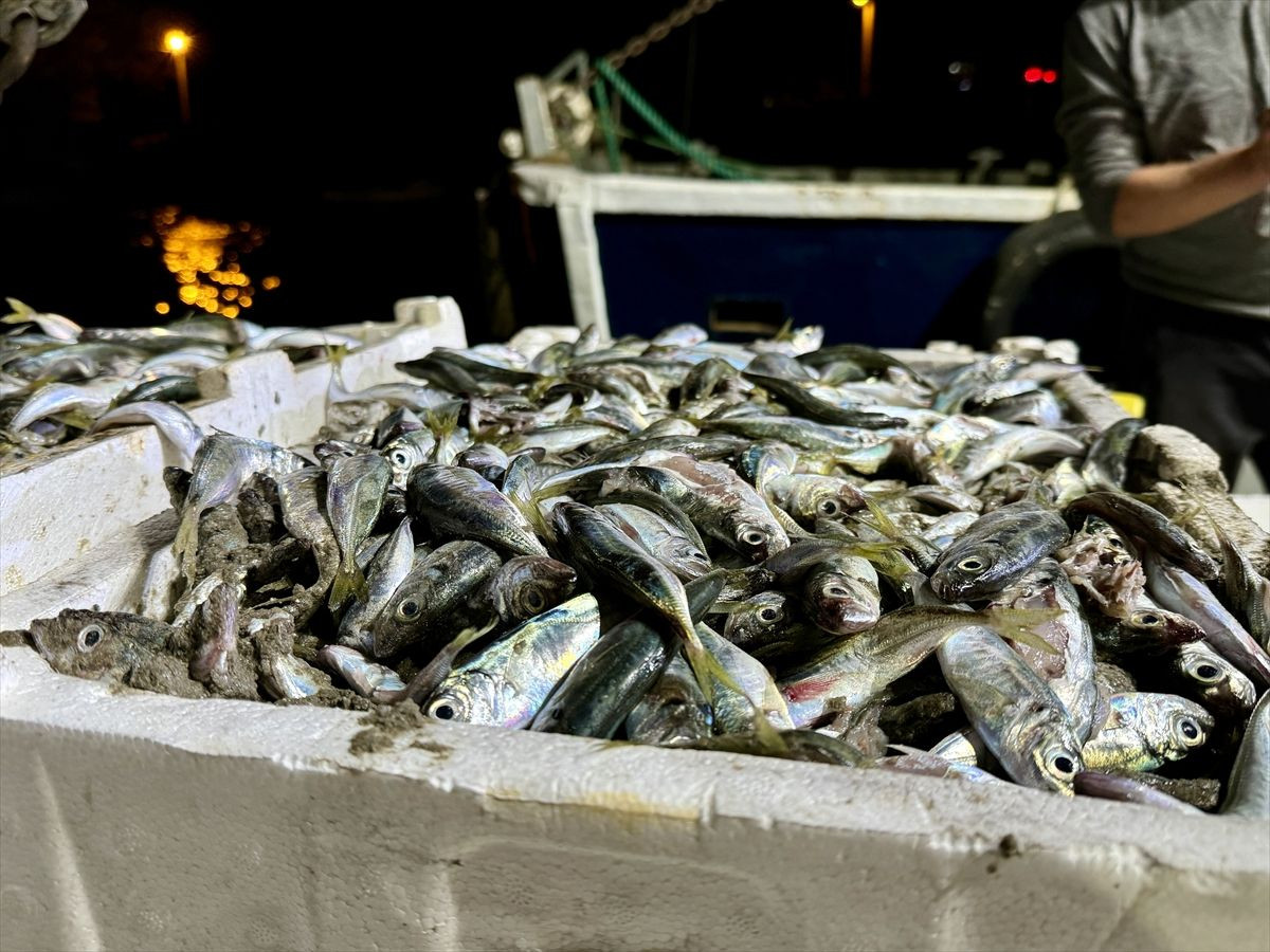 Sakarya'da Balıkçılar 10 Ton İstavritle Limana Döndü - Sayfa 3