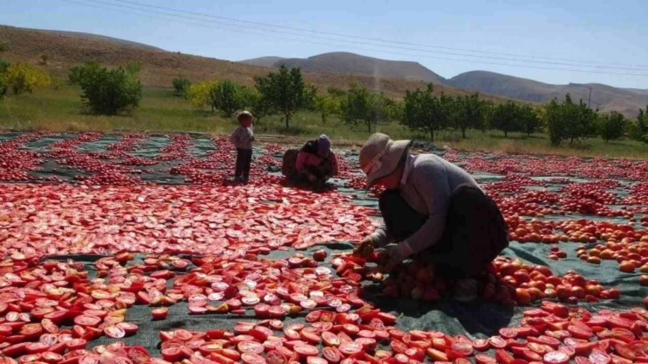 Malatya’da Kurutulmuş Domates İhracatı Yüz Güldürüyor