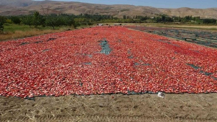 Malatya’da Kurutulmuş Domates İhracatı Yüz Güldürüyor - Sayfa 4