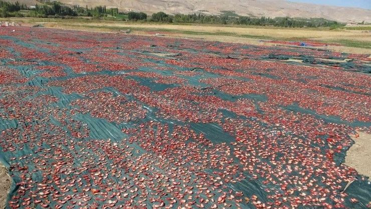 Malatya’da Kurutulmuş Domates İhracatı Yüz Güldürüyor - Sayfa 2