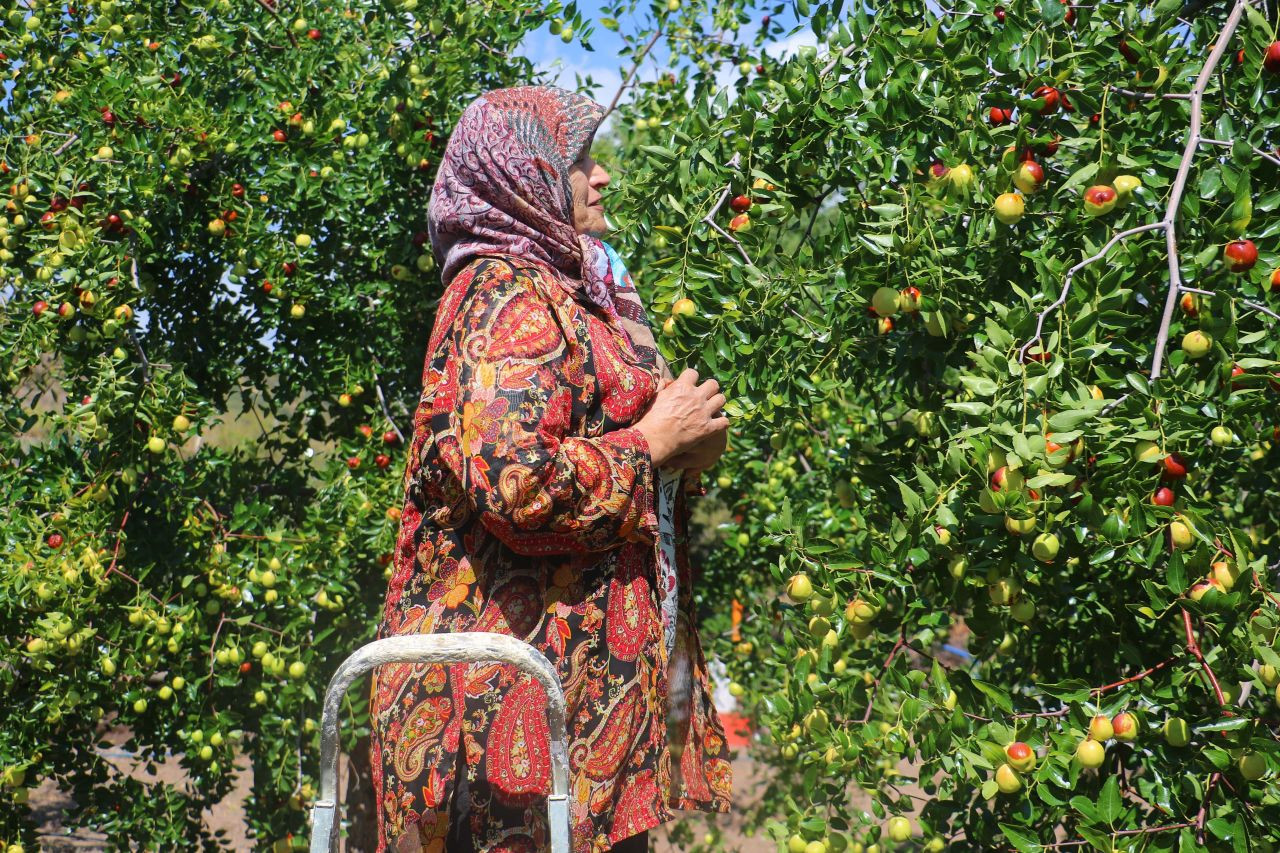 Başkent’in Yanı Başındaki Güdül’de Hünnap Hasadı Başladı - Sayfa 3