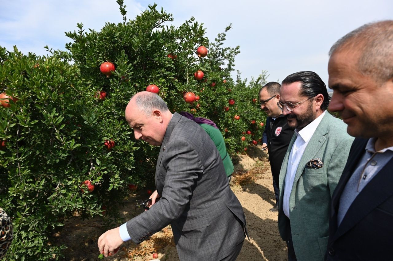 Denizli'de bu yıl 50 bin tonun üzerinde nar hasadı bekleniyor - Sayfa 3