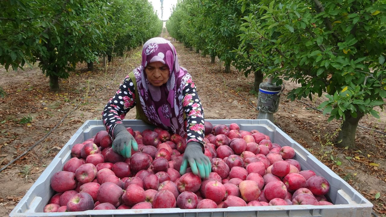 Türkiye’nin Elma Bahçesi Isparta’da Hasat Sezonu Başladı! 1 Milyon Ton Rekolte Bekleniyor - Sayfa 7