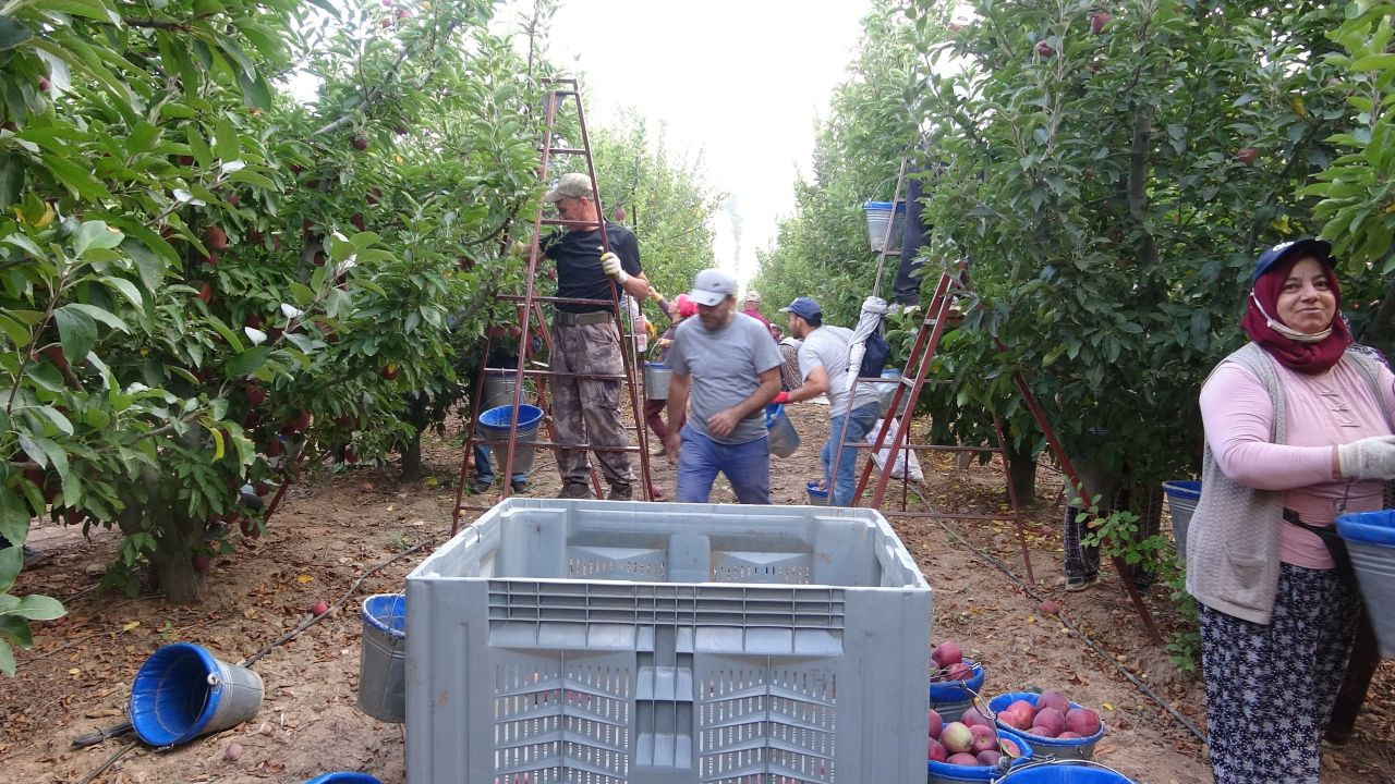 Türkiye’nin Elma Bahçesi Isparta’da Hasat Sezonu Başladı! 1 Milyon Ton Rekolte Bekleniyor - Sayfa 8