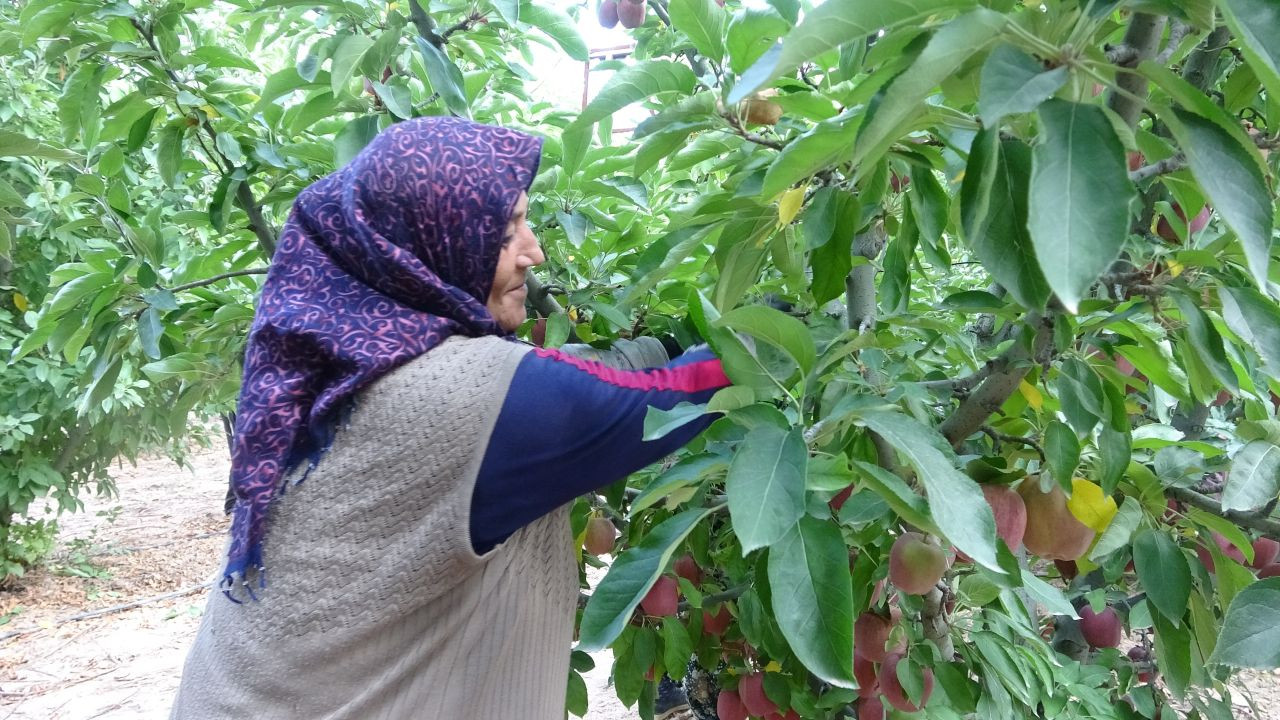 Türkiye’nin Elma Bahçesi Isparta’da Hasat Sezonu Başladı! 1 Milyon Ton Rekolte Bekleniyor - Sayfa 4