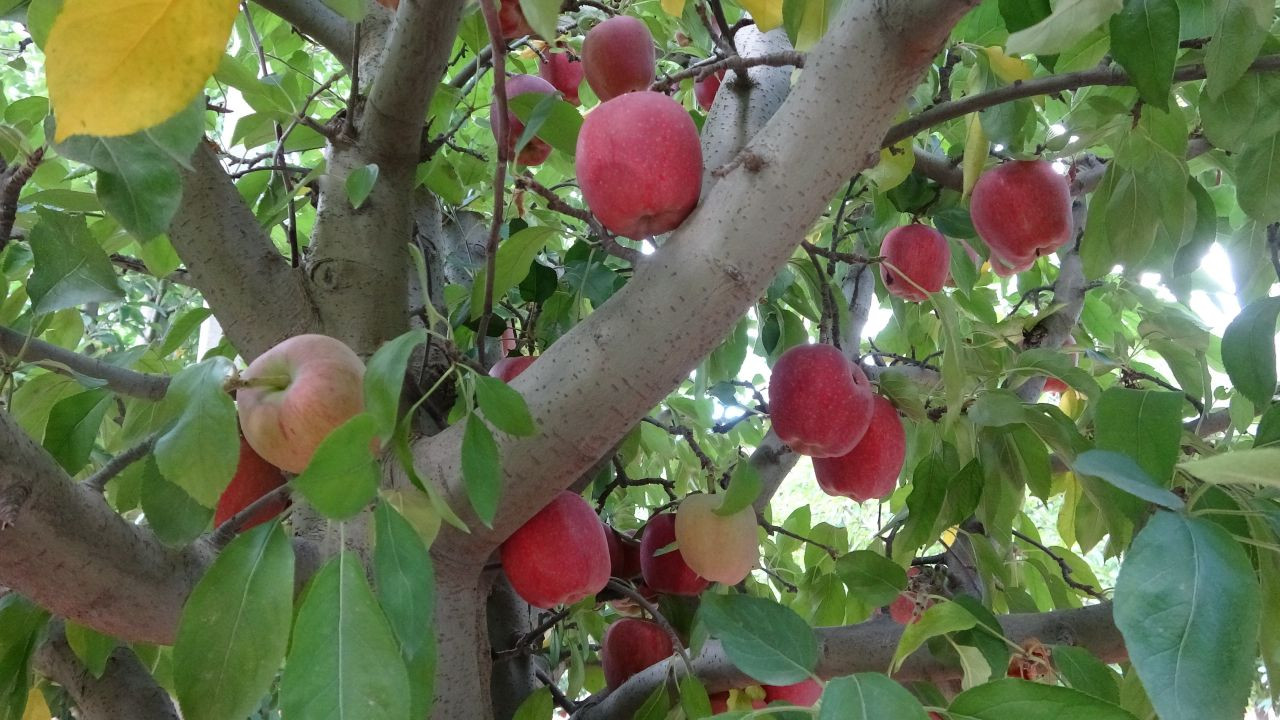 Türkiye’nin Elma Bahçesi Isparta’da Hasat Sezonu Başladı! 1 Milyon Ton Rekolte Bekleniyor - Sayfa 1