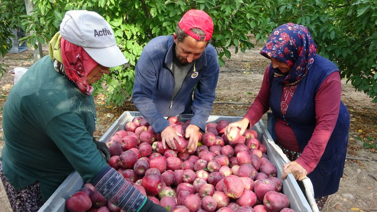 Türkiye’nin Elma Bahçesi Isparta’da Hasat Sezonu Başladı! 1 Milyon Ton Rekolte Bekleniyor - Sayfa 9