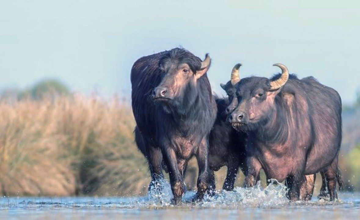 Fotoğraf tutkunu savcı: Yaban hayatı ona poz veriyor - Sayfa 18