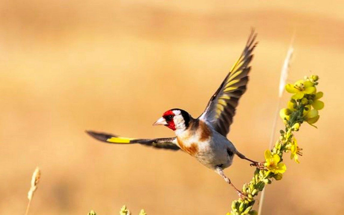 Fotoğraf tutkunu savcı: Yaban hayatı ona poz veriyor - Sayfa 12