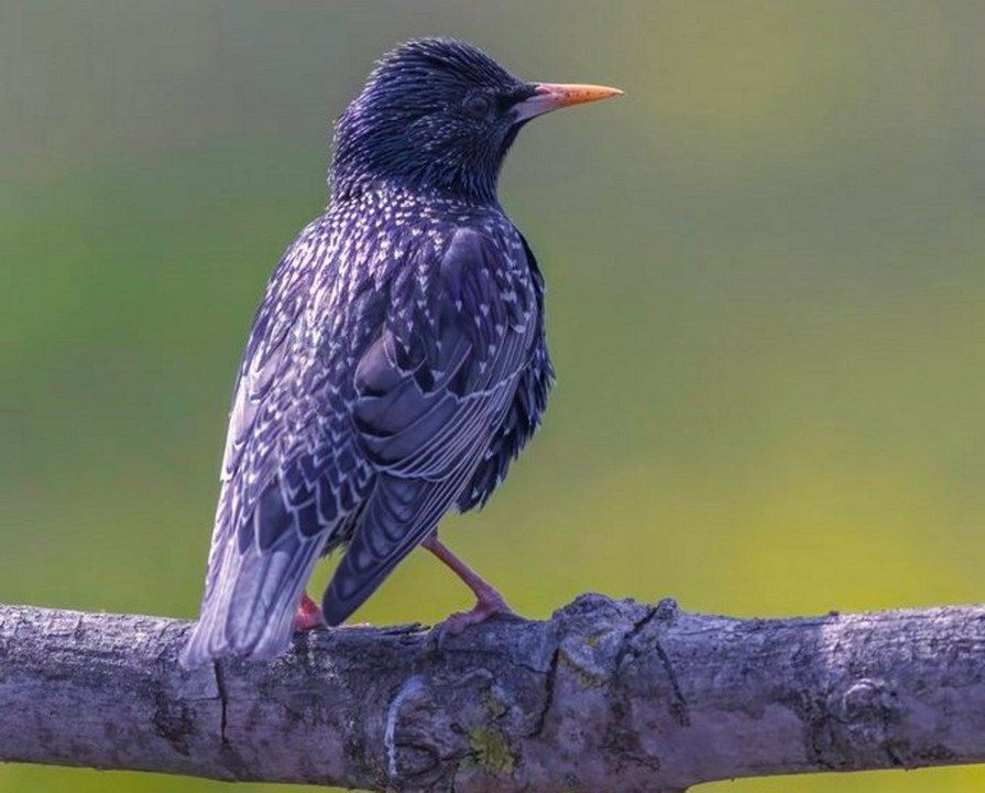 Fotoğraf tutkunu savcı: Yaban hayatı ona poz veriyor - Sayfa 10