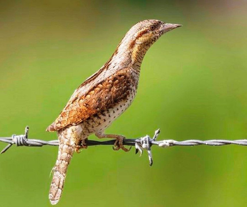 Fotoğraf tutkunu savcı: Yaban hayatı ona poz veriyor - Sayfa 4