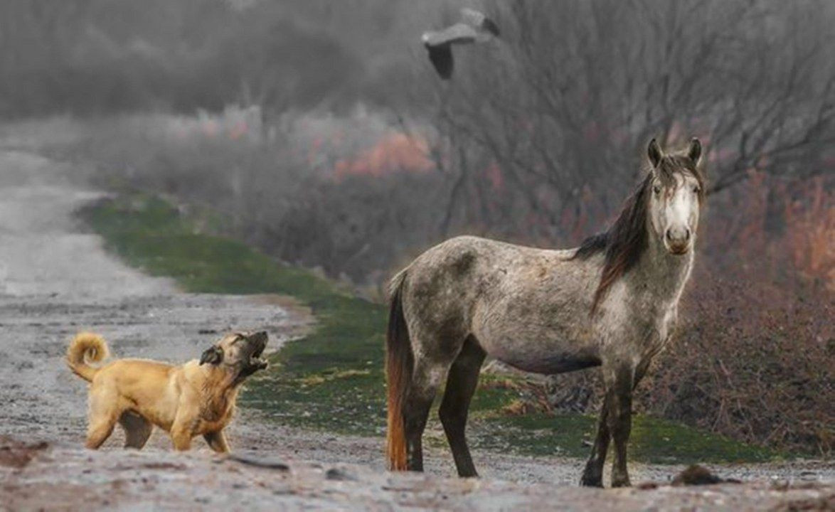 Fotoğraf tutkunu savcı: Yaban hayatı ona poz veriyor - Sayfa 2